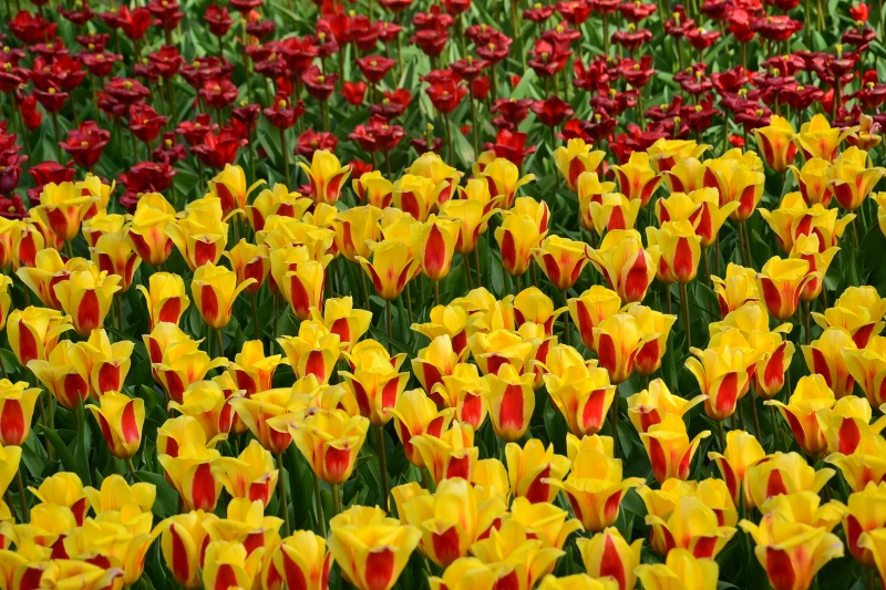 De nombreuses variétés de tulipes existent et chacune d'entre elles à sa propre originalité.
