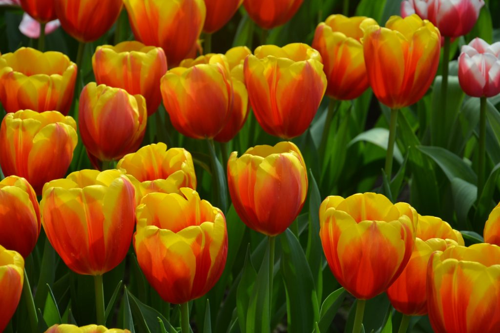 De nombreuses variétés de tulipes existent et chacune d'entre elles à sa propre originalité.